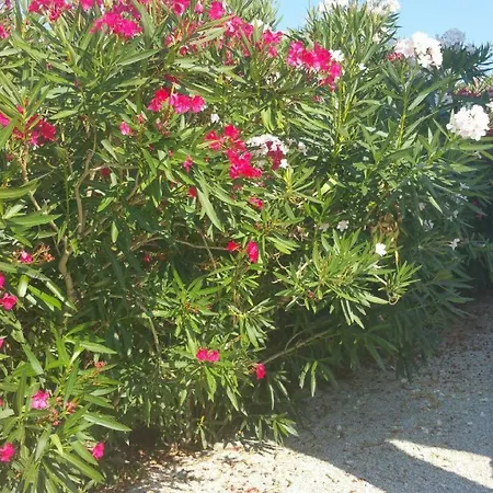 Porteo - Les Terrasses Du Port * Centuri