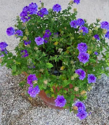 Porteo - Les Terrasses Du Port Centuri