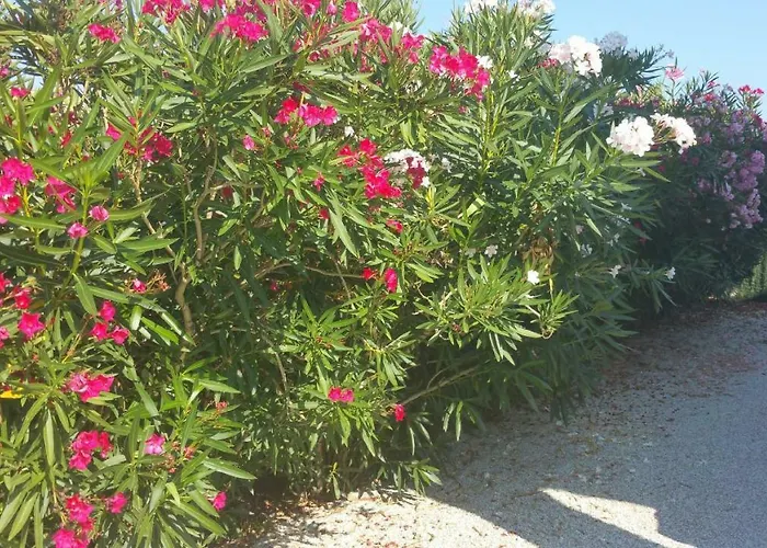 Porteo - Les Terrasses Du Port * Centuri